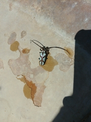 Prosopocera lactator