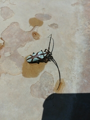 Prosopocera lactator