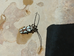 Prosopocera lactator