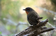 Scelorchilus rubecula