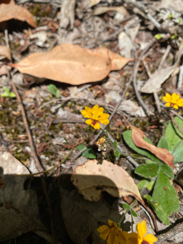Common Velleia (Goodenia trinervis)