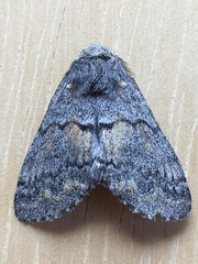 Gluphisia severa