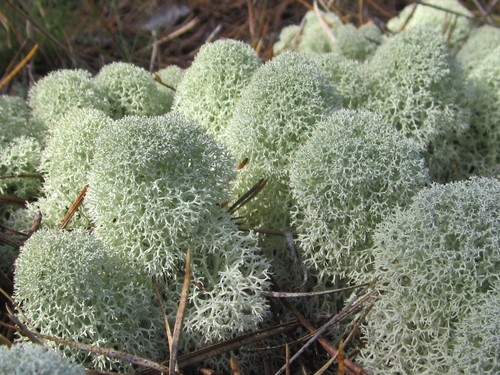 Star-tipped Reindeer Lichen