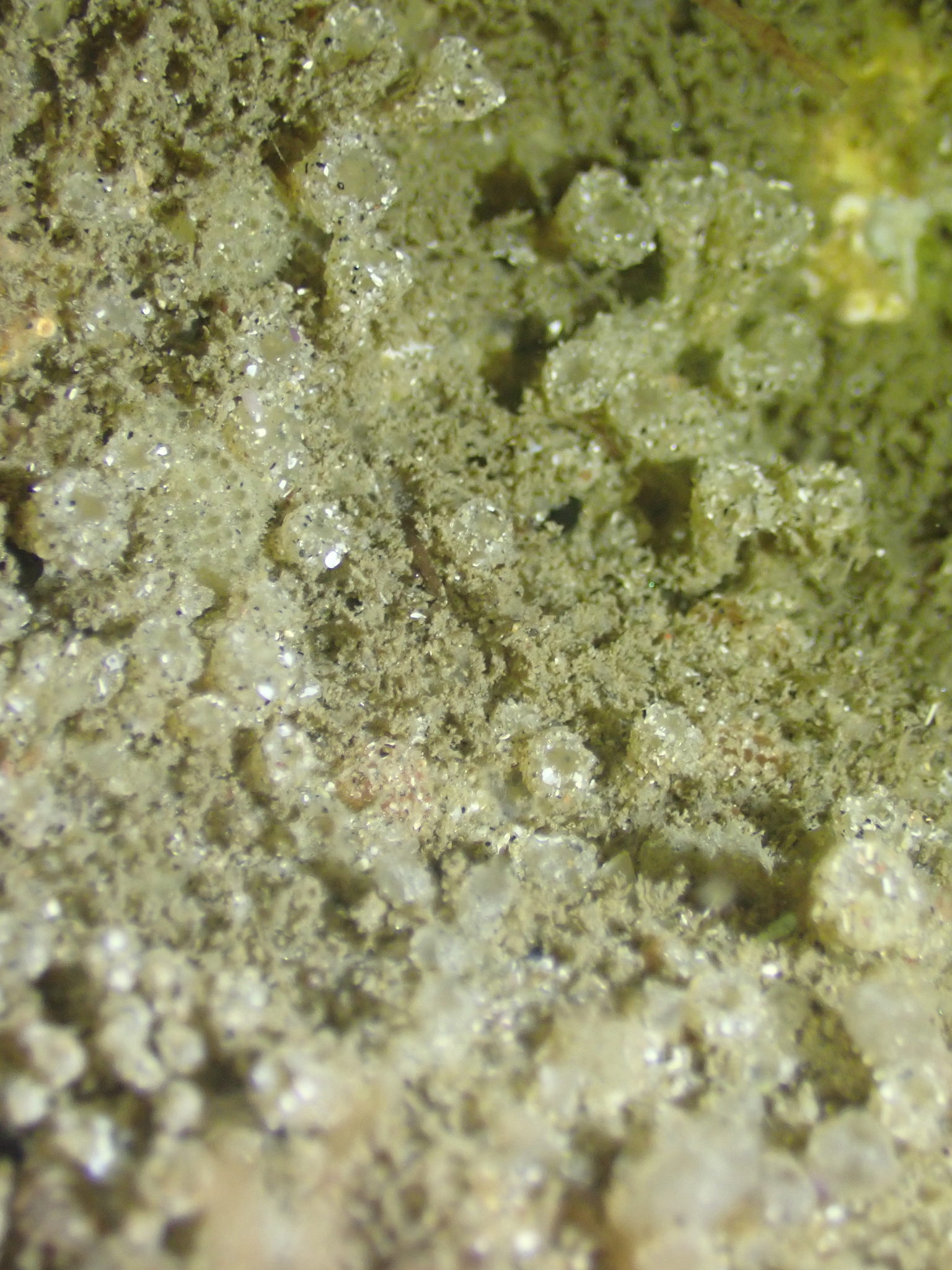 Euherdmania claviformis (Ritter, 1903)
