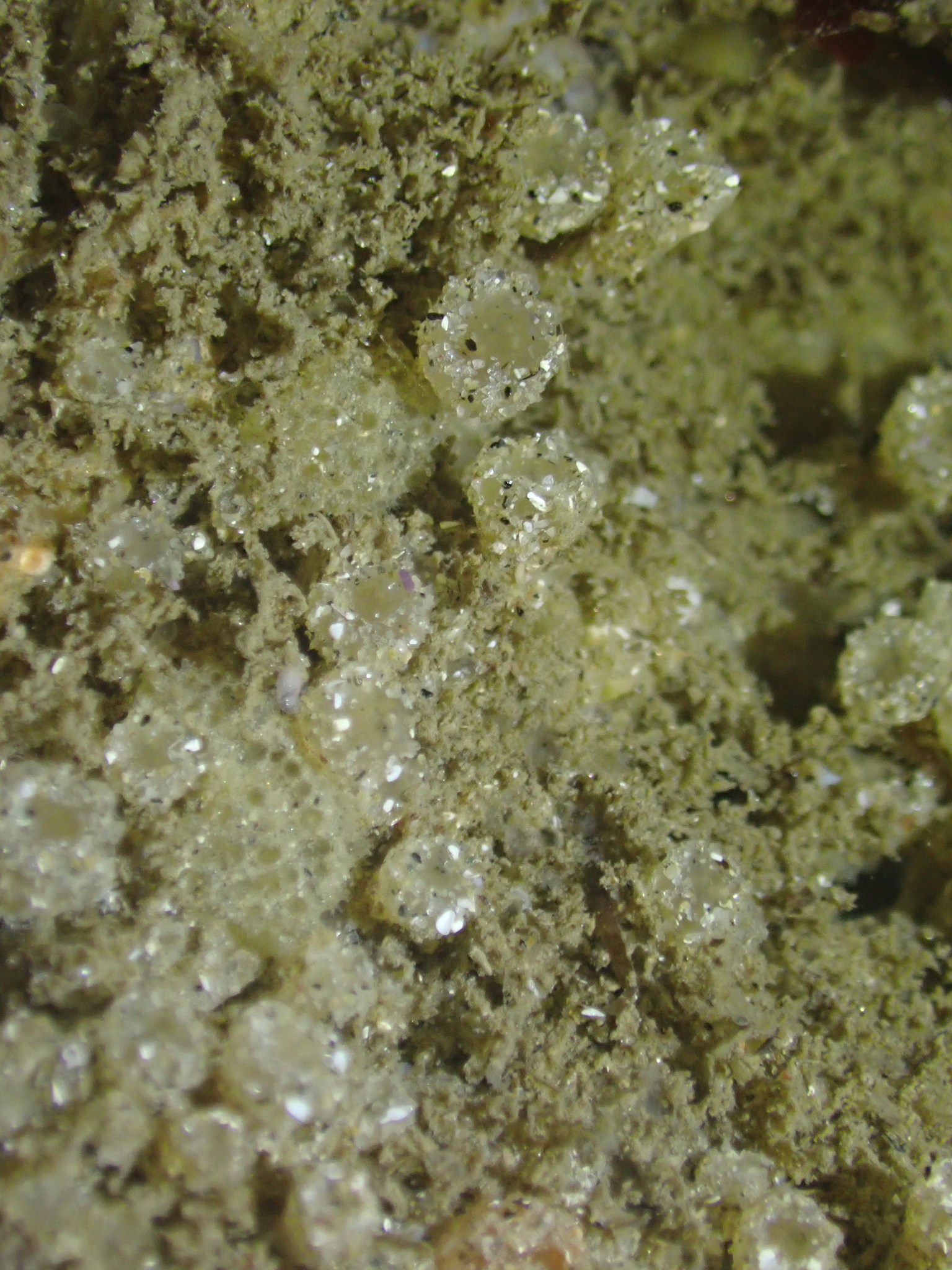 Euherdmania claviformis (Ritter, 1903)