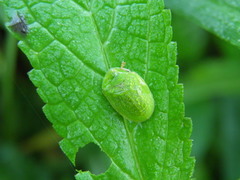 Cassida viridis