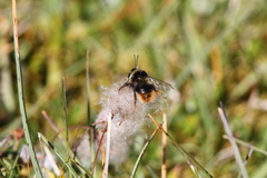 Bombus mendax