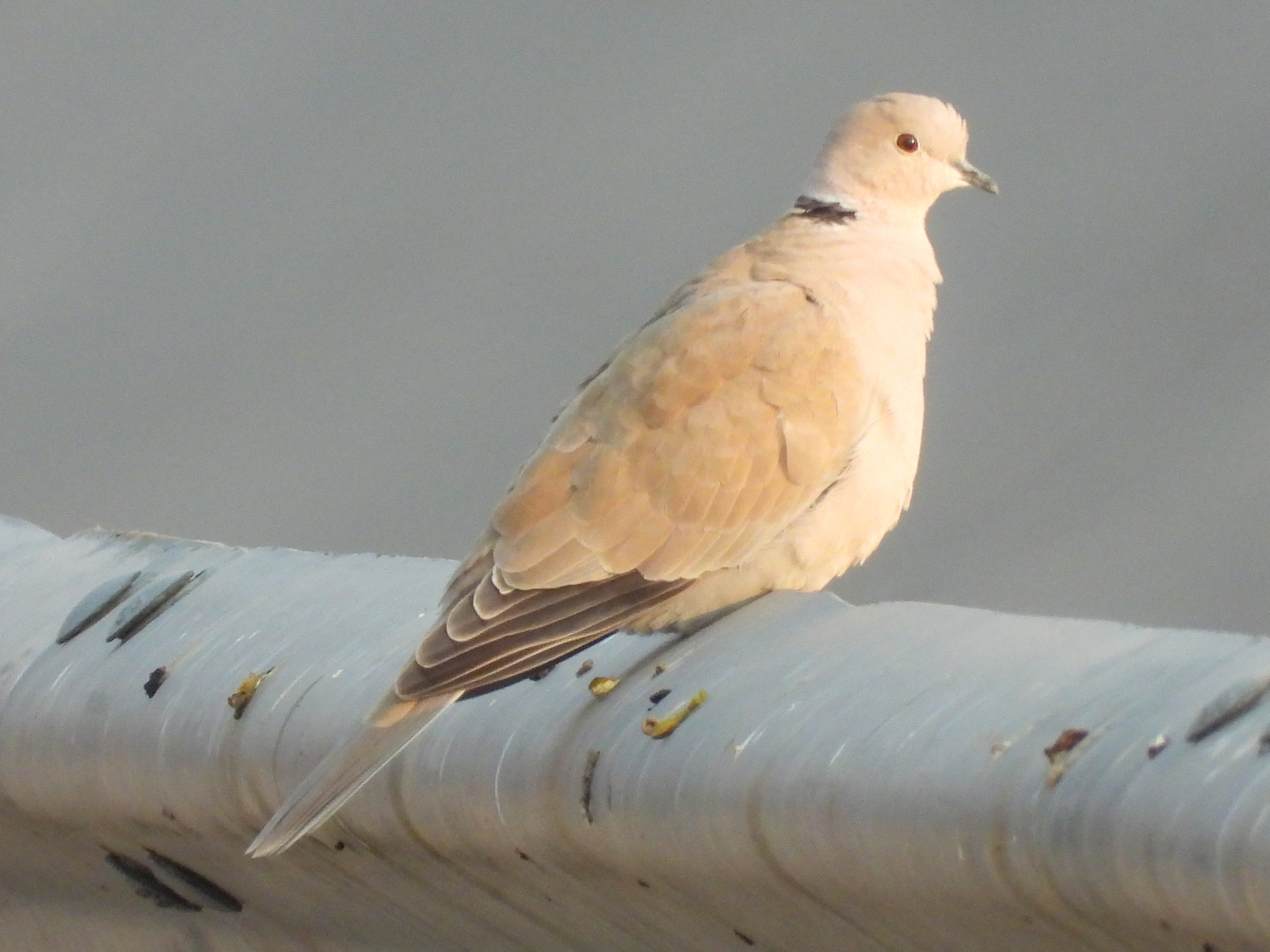 Eurasian Collared Dove
