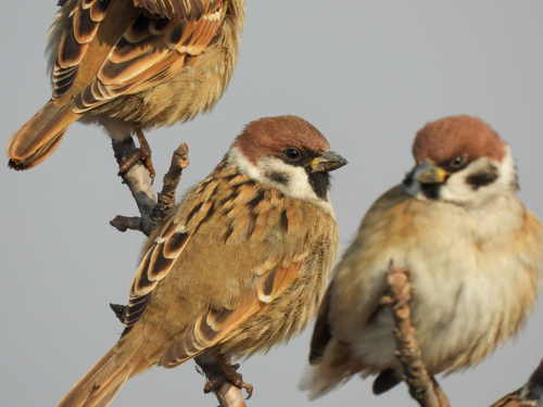 Eurasian Tree Sparrow