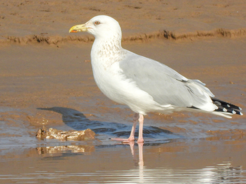 Mongolian Gull