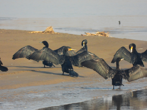 Great Cormorant