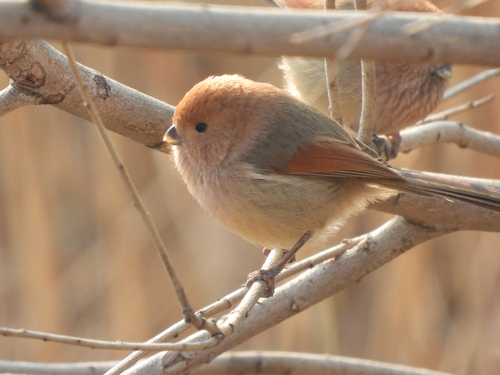 Vinous-throated Parrotbill