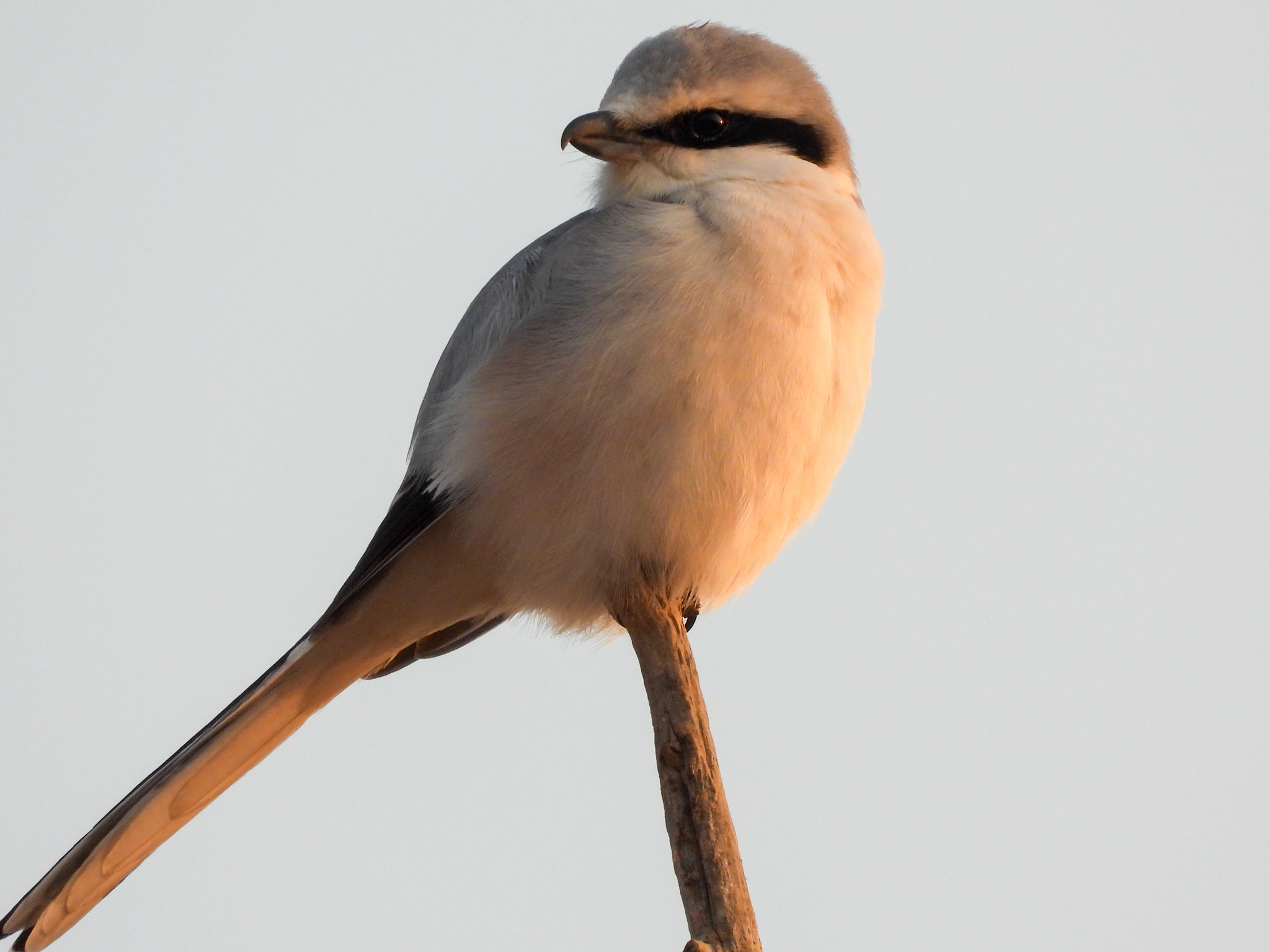 Chinese Grey Shrike