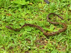 Bothrops jararacussu