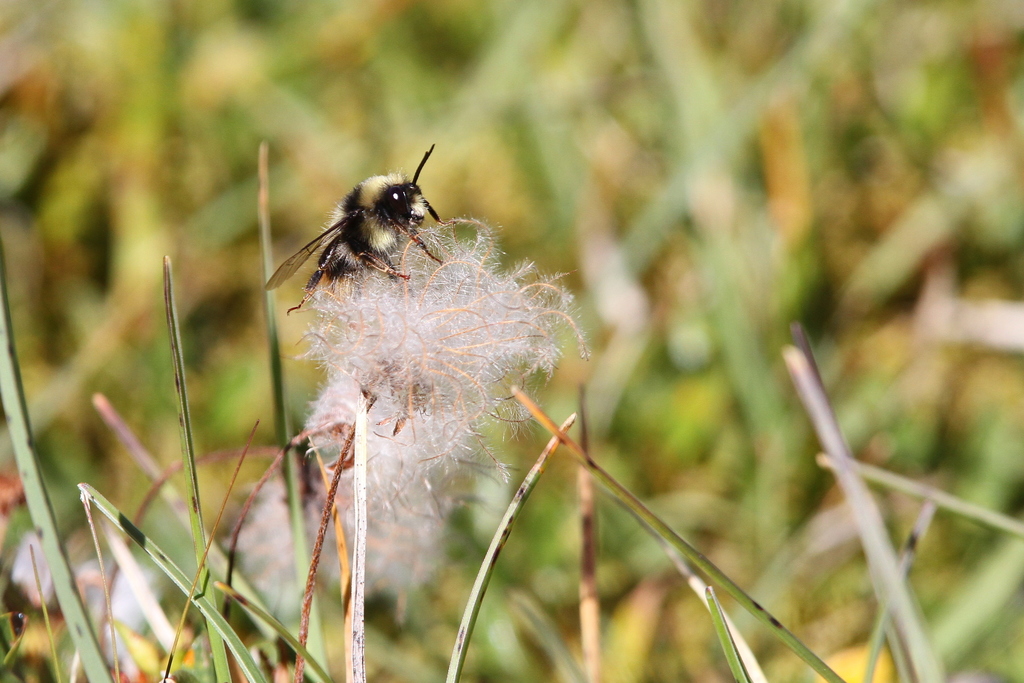 Mendacious Bumblebee