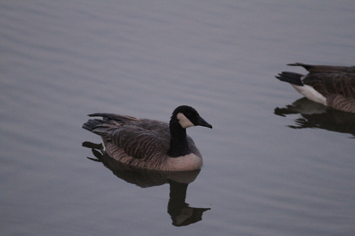iNaturalist observation photo of Canada Goose
