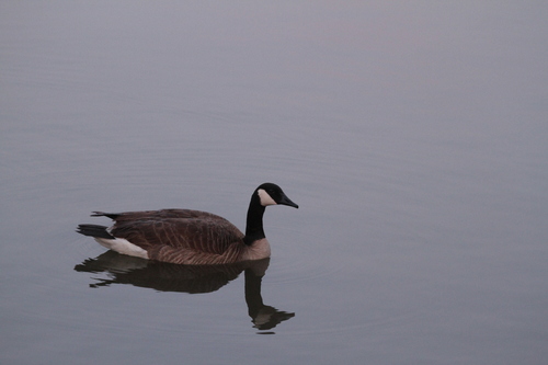 iNaturalist observation photo of Canada Goose