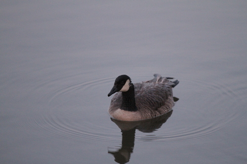 iNaturalist observation photo of Canada Goose