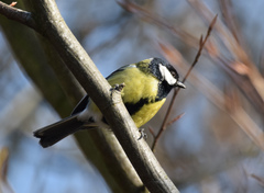 Parus major newtoni