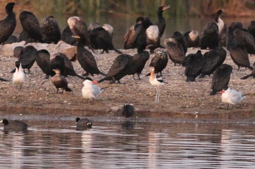 iNaturalist observation photo of Caspian Tern