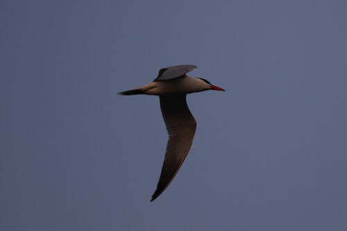 iNaturalist observation photo of Caspian Tern