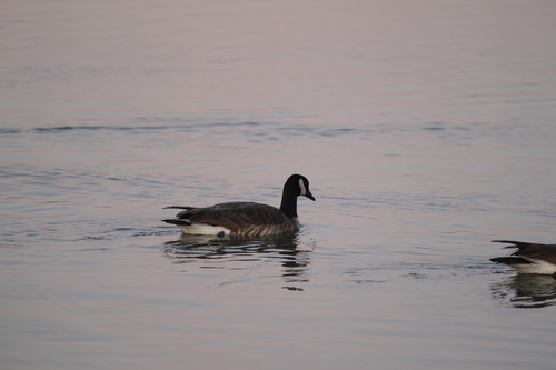 iNaturalist observation photo of Canada Goose