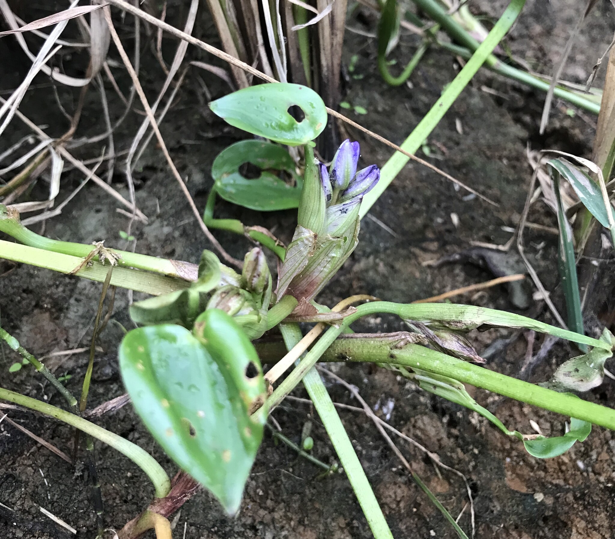 Heartleaf False Pickerelweed (Pontederia vaginalis)