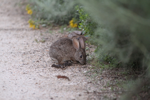 iNaturalist observation photo of Brush Rabbit