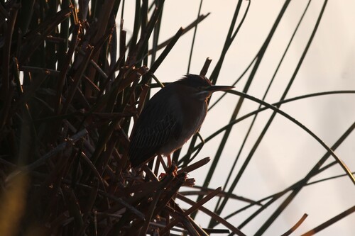 iNaturalist observation photo of Green Heron