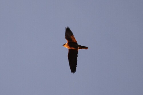 iNaturalist observation photo of Peregrine Falcon
