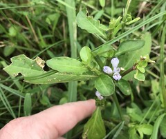 Hygrophila ringens, photograph author not stated, no rights reserved