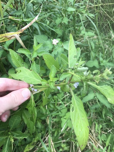 Hygrophila ringens, photograph 5