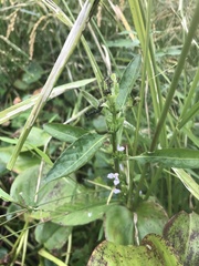 Hygrophila ringens, photograph author not stated, no rights reserved