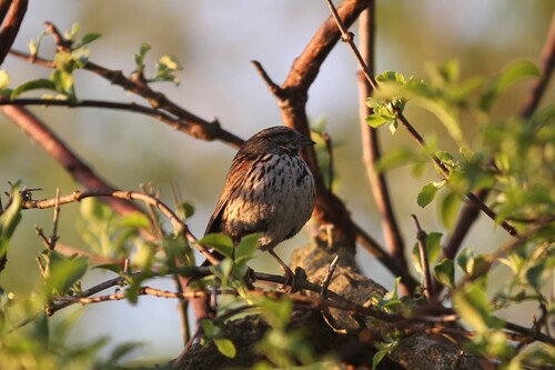 iNaturalist observation photo of Song Sparrow
