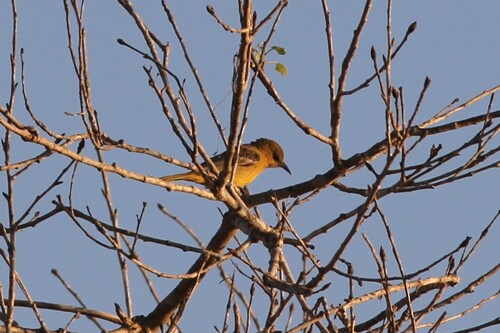 iNaturalist observation photo of Hooded Oriole