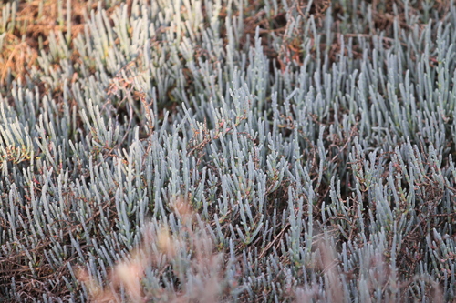 iNaturalist observation photo of Pacific Glasswort