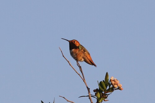 iNaturalist observation photo of Allen's Hummingbird