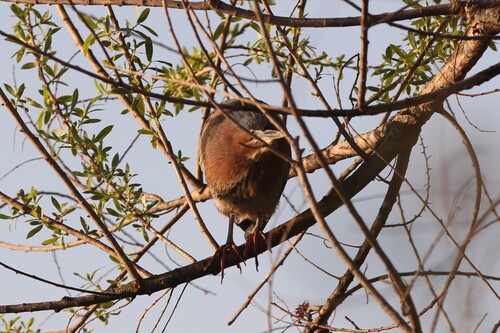 iNaturalist observation photo of Green Heron
