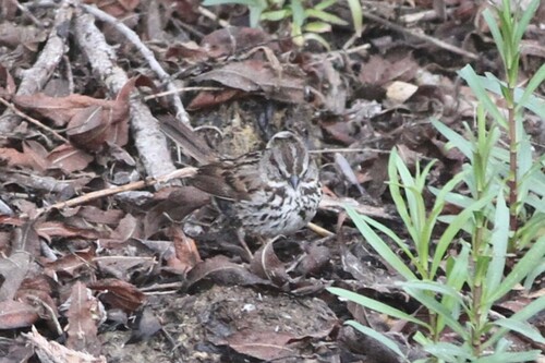 iNaturalist observation photo of Song Sparrow