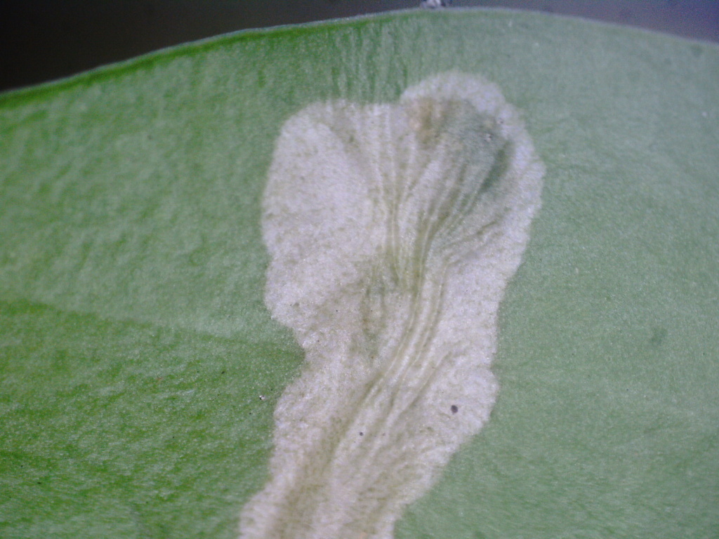 Ricula