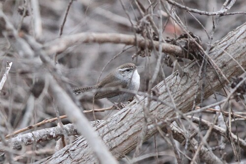iNaturalist observation photo of Bewick's Wren