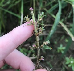 author not stated, no rights reserved Rotala indica, photograph author not stated, no rights reserved