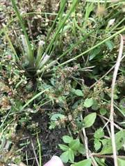 author not stated, no rights reserved Rotala indica, photograph author not stated, no rights reserved