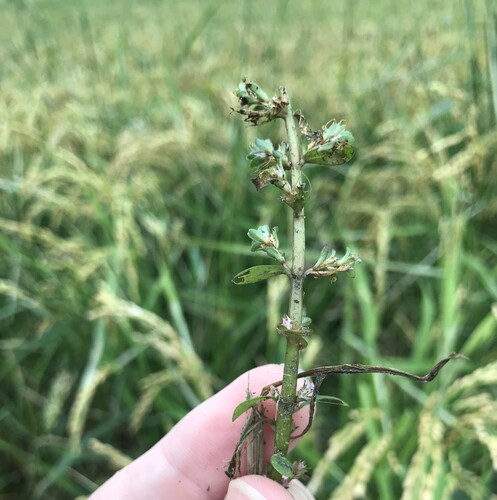 Rotala indica, photograph 4