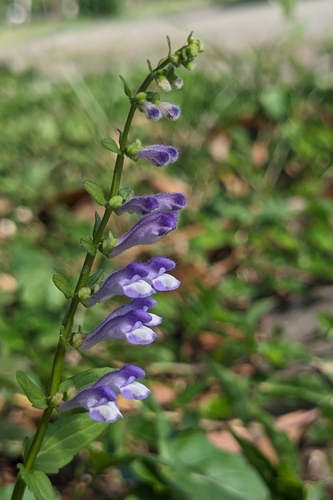 Scutellaria barbata (Scutellaria barbata)