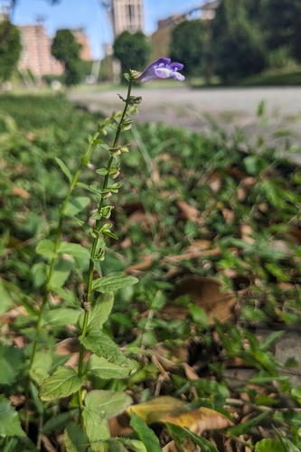 Scutellaria barbata, photograph 4