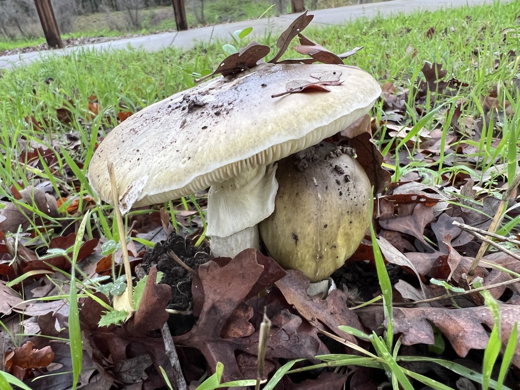 Amanita phalloides · December 2025 · photo: © bubble_enko (iNaturalist, cc-by)
