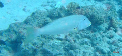 Lethrinus xanthochilus