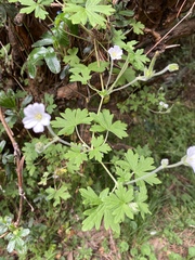 Geranium diffusum