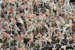 Cladonia botrytes